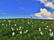 37 Narcisi baciati dal sole 